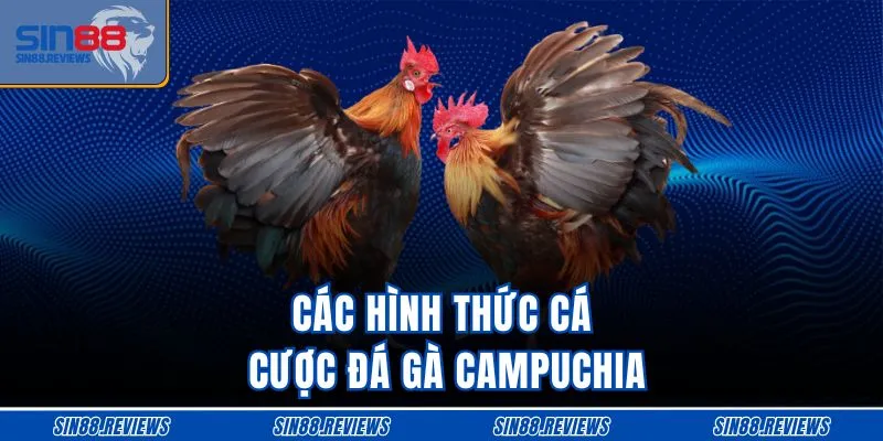 Các hình thức cá cược đá gà Campuchia