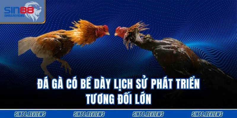 Đá gà có bề dày lịch sử phát triển tương đối lớn
