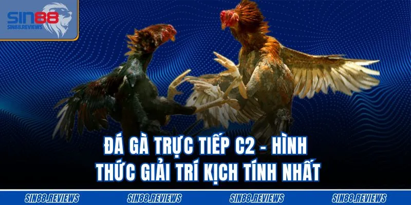 Đá Gà Trực Tiếp C2 - Hình Thức Giải Trí Kịch Tính Nhất