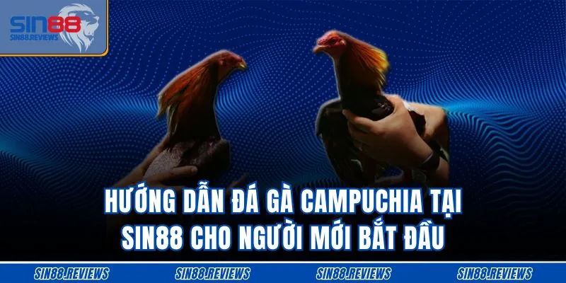 Hướng Dẫn Đá Gà Campuchia Tại SIN88 Cho Người Mới Bắt Đầu