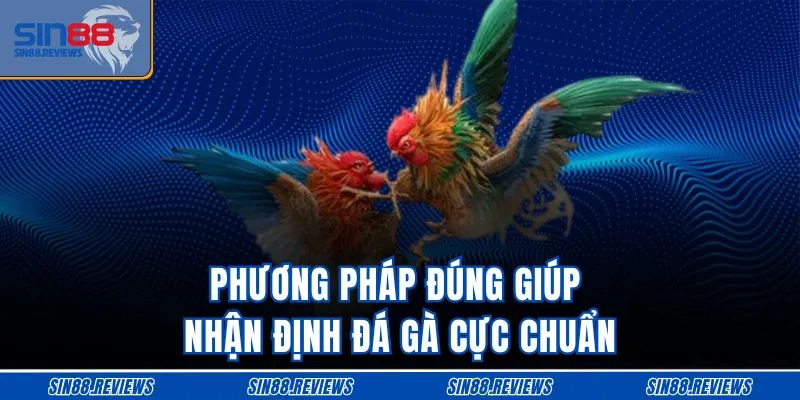 Phương pháp đúng giúp nhận định đá gà cực chuẩn