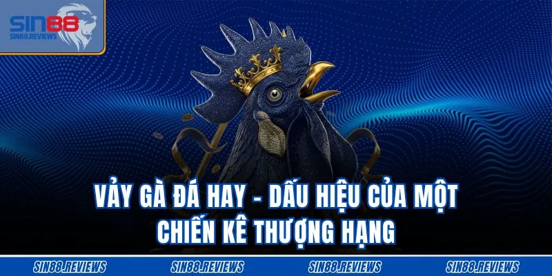 Vảy Gà Đá Hay – Dấu Hiệu Của Một Chiến Kê Thượng Hạng